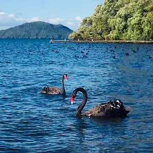 Gemini Rotorua